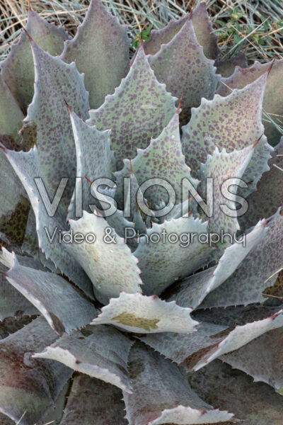 Mangave Sponge Paint