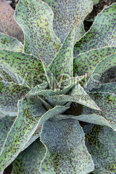 Mangave Spotty Dotty Mangave Spotty Dotty