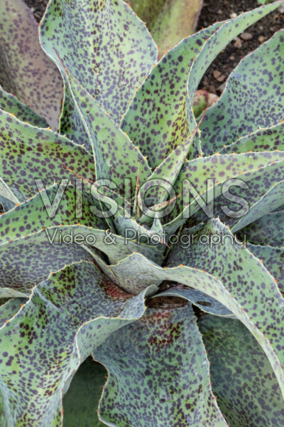 Mangave Spotty Dotty Mangave Spotty Dotty