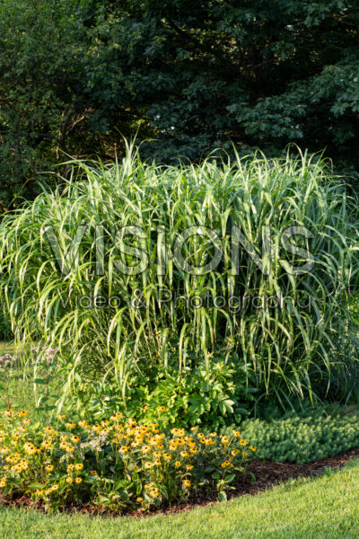 Miscanthus sinensis Big Kahuna