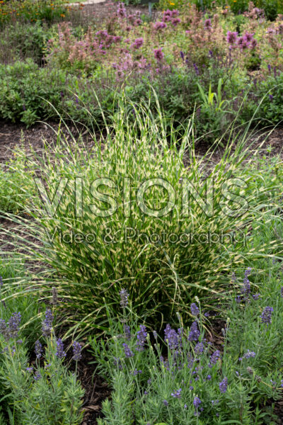 Miscanthus sinensis Little Zebra Miscanthus sinensis Little Zebra