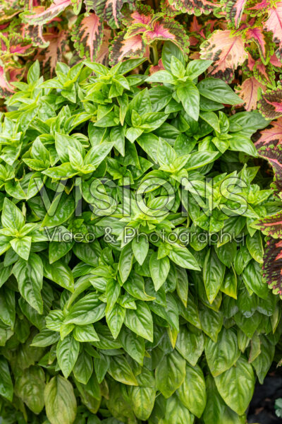 Ocimum basilicum Everleaf  Emerald Towers
