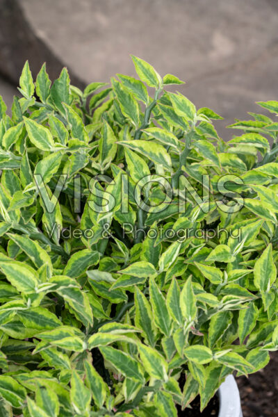 Euphorbia tithymaloides Variegata