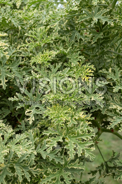 Pelargonium Lady Plymouth