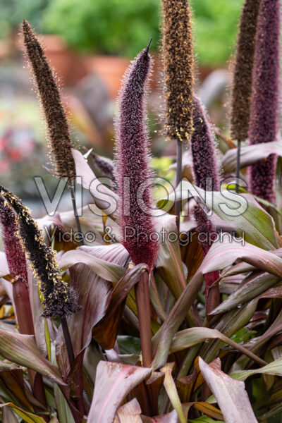 Pennisetum glaucum Copper Prince Pennisetum glaucum Copper Prince