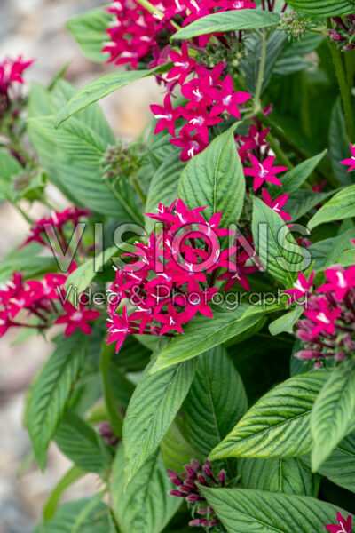 Pentas lanceolata Graffiti Neon Plum