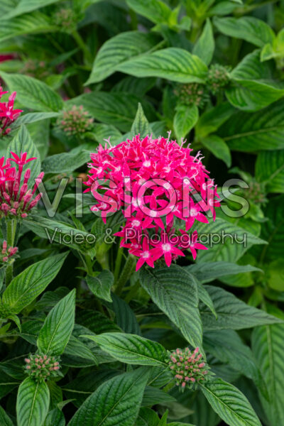 Pentas lanceolata Graffiti Rose