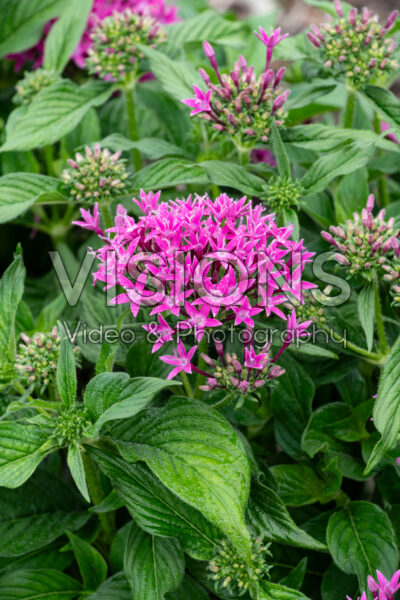 Pentas lanceolata Kaleidoscope Lilac
