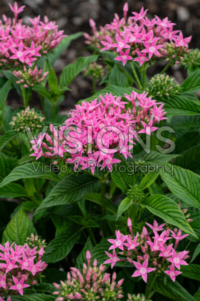 Pentas lanceolata Kaleidoscope Pink 