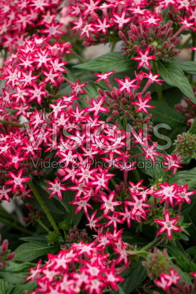 Pentas lanceolata Phenom Star Red