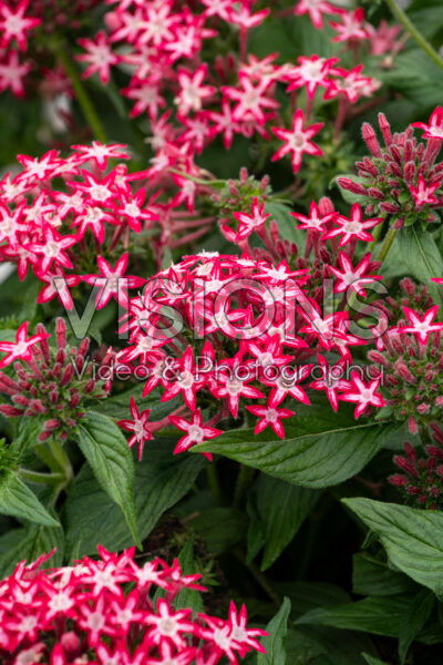 Pentas lanceolata Phenom Star Red Pentas lanceolata Phenom Star Red