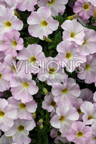 Petchoa SuperCal® Premium Pink Mist