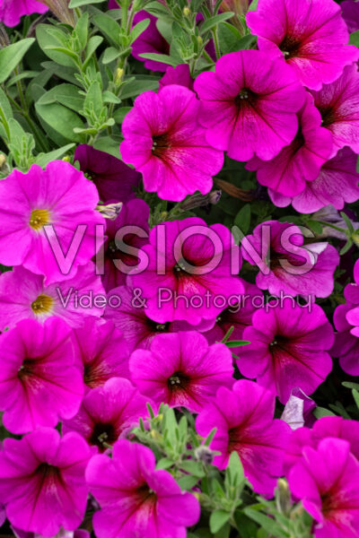 Petchoa SuperCal® Premium Purple Dawn