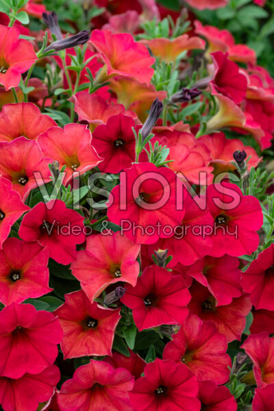 Petchoa SuperCal® Premium Red Maple