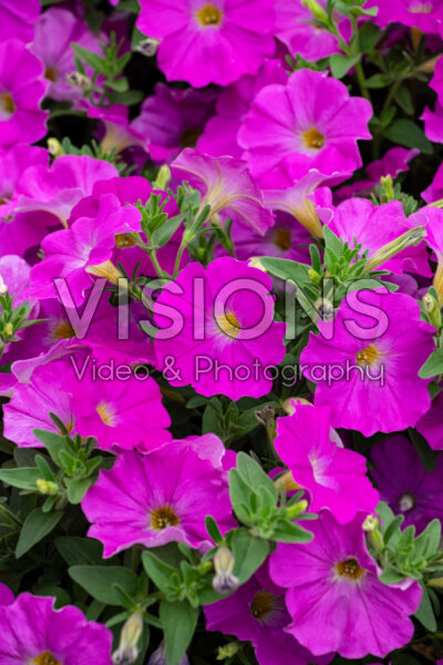 Petchoa SuperCal® Premium Rose Pink 