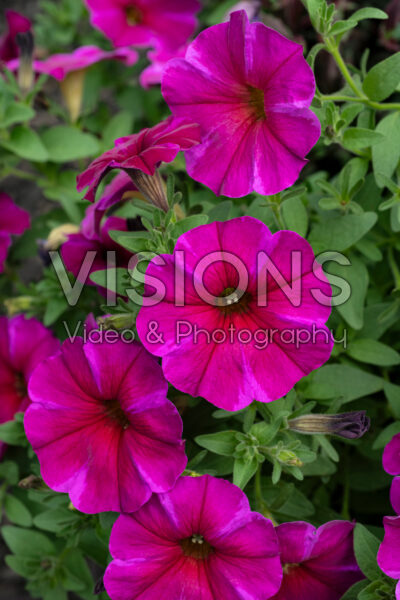 Petchoa SuperCal® roze