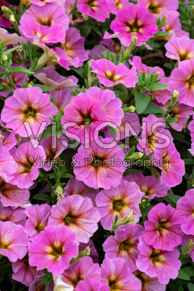 Petchoa SuperCal® Premium Sunray Pink