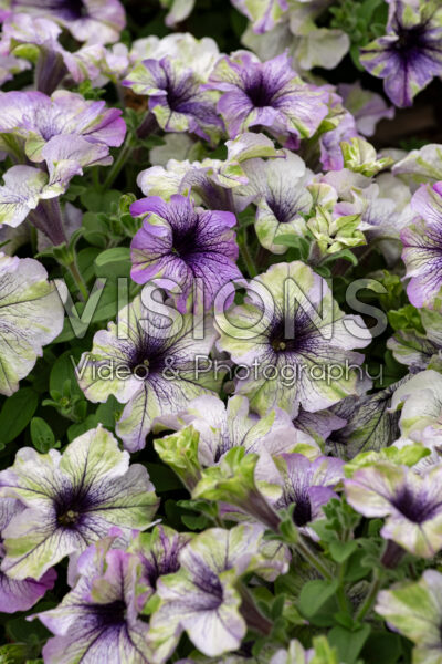 Petunia Amazonas Plum Cockatoo