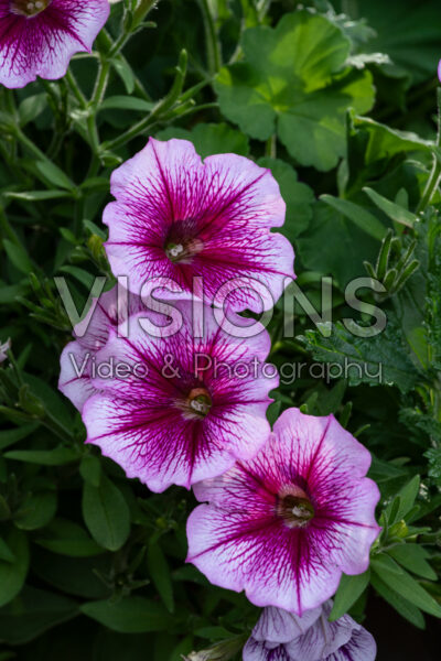 Petunia Capella™ Fuchsia Lace