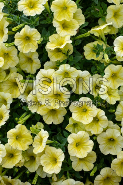 Petunia Capella™ Hello Sunshine