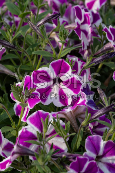 Petunia Cascadias Fuchsia Gem Petunia Cascadias Fuchsia Gem