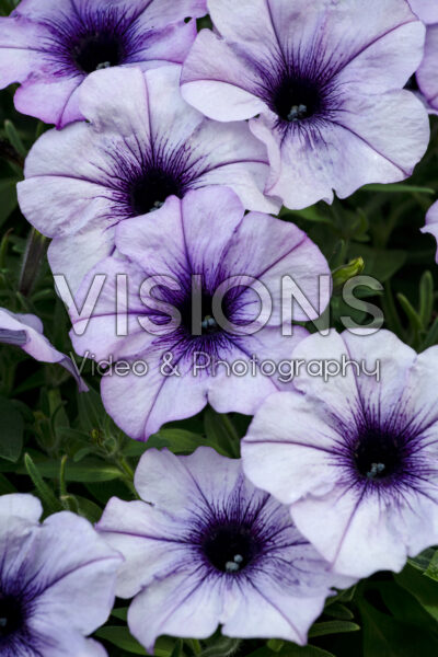 Petunia Cascadias Lavender Ice Petunia Cascadias Lavender Ice