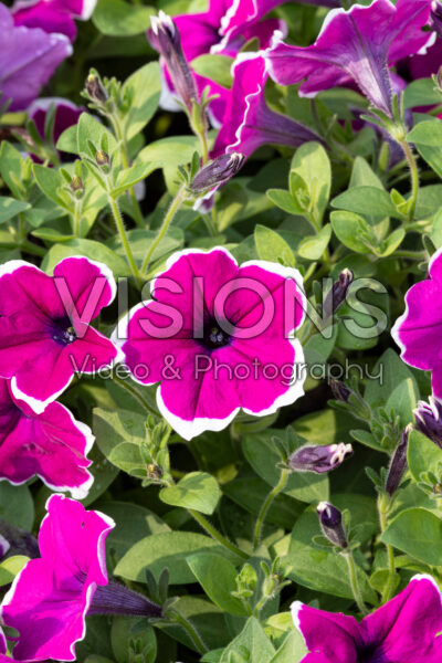 Petunia Cascadias Rim Cherry Improved