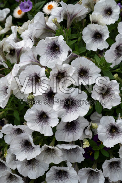 Petunia Crazytunia Black and White Petunia Crazytunia Black and White
