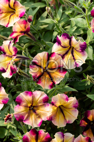 Petunia Crazytunia Sugar Beet