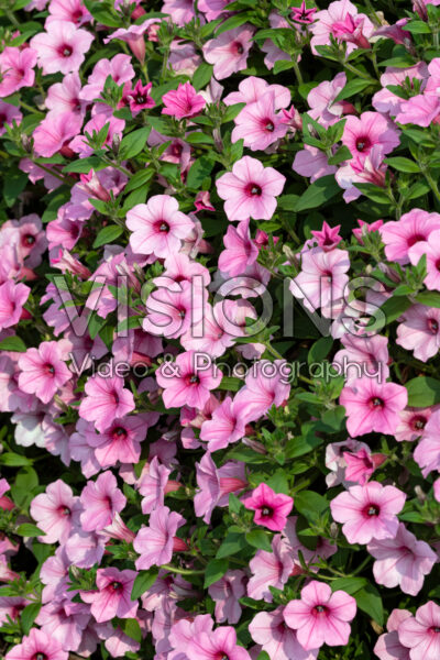 Petunia Dekko™ Maxx Pink