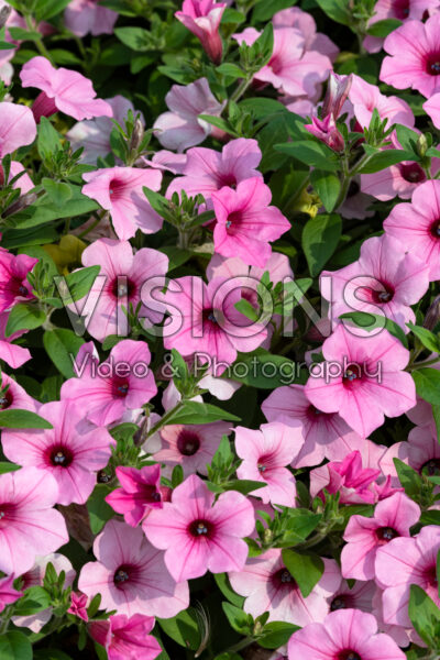 Petunia Dekko™ Maxx Pink Petunia Dekko™ Maxx Pink
