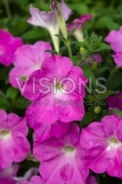 Petunia Discoball Pink Petunia Discoball Pink