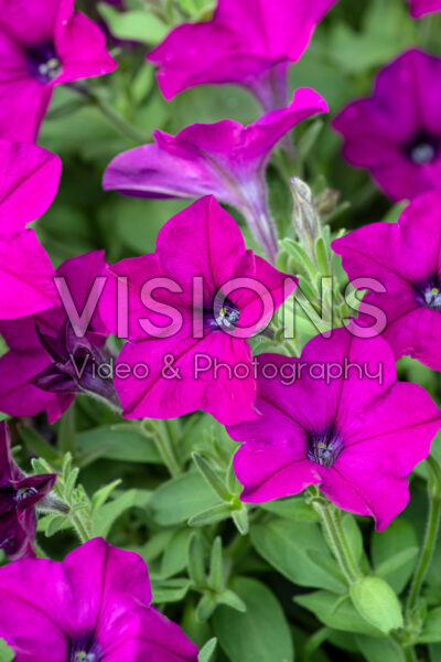 Petunia Discoball Purple