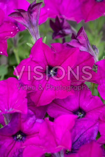 Petunia Discoball Purple