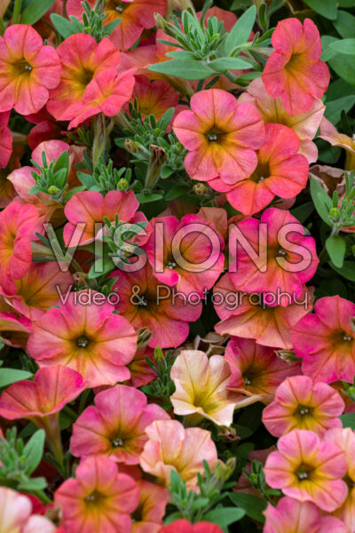 Petunia Floral Showers Golden Harvest