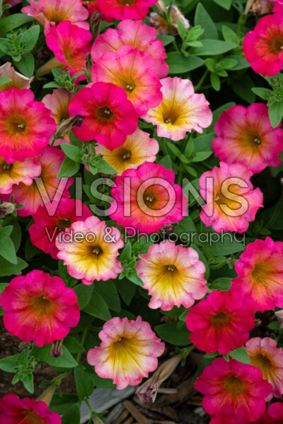 Petunia Floral Showers Mayan Sunset Petunia Floral Showers Mayan Sunset