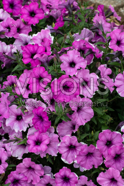 Petunia Headliner Lavender Picotee 