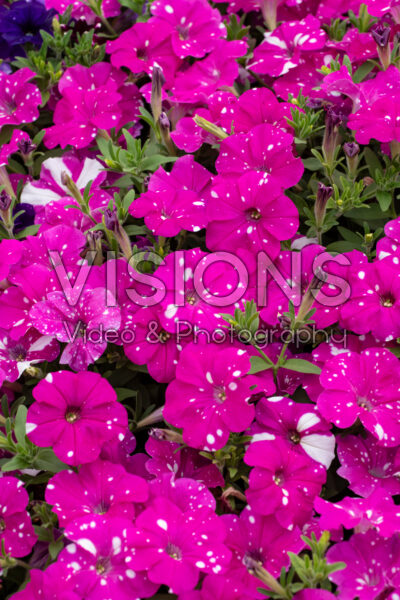Petunia Headliner Pink Sky 