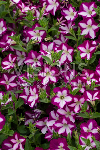 Petunia Headliner Raspberry Swirl Petunia Headliner Raspberry Swirl