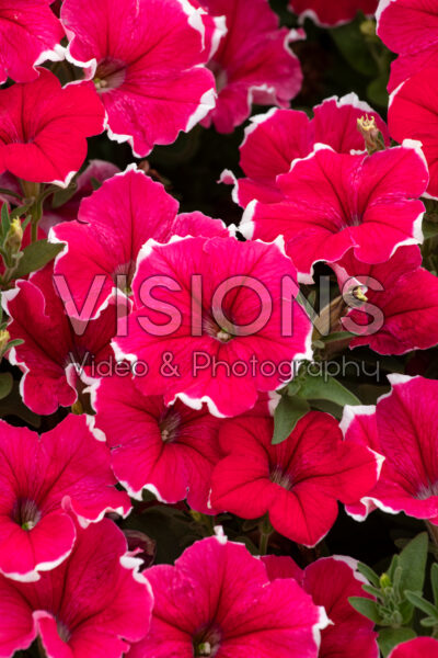 Petunia Headliner Strawberry Picotee