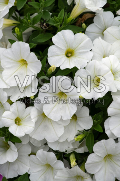 Petunia Headliner White