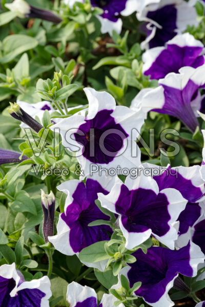 Petunia Main Stage™ Glacier Sky