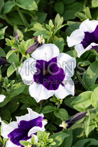 Petunia Main Stage™ Glacier Sky