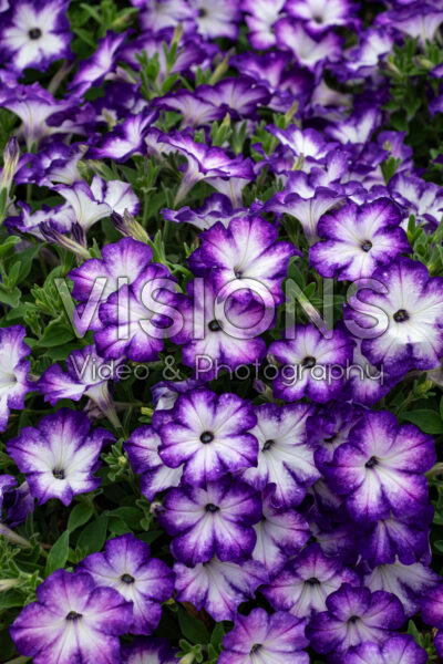 Petunia Sanguna® Patio Radiant Dark Blue