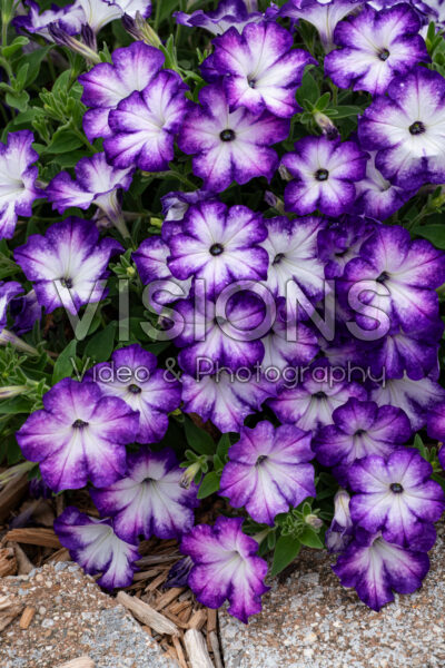 Petunia Sanguna® Patio Radiant Dark Blue