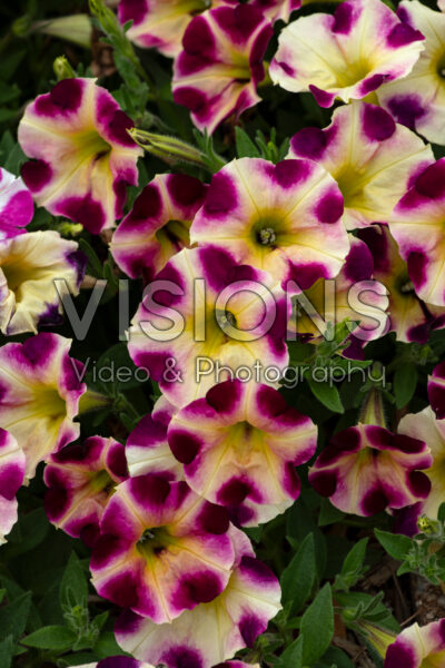 Petunia SlingShot™ Lemonberry