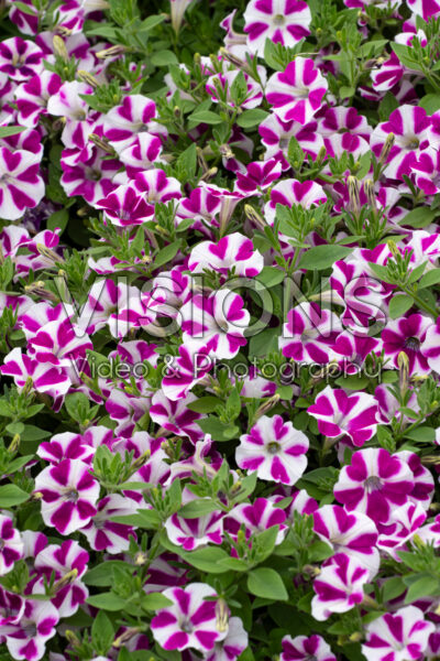 Petunia Surfinia Purple Heart