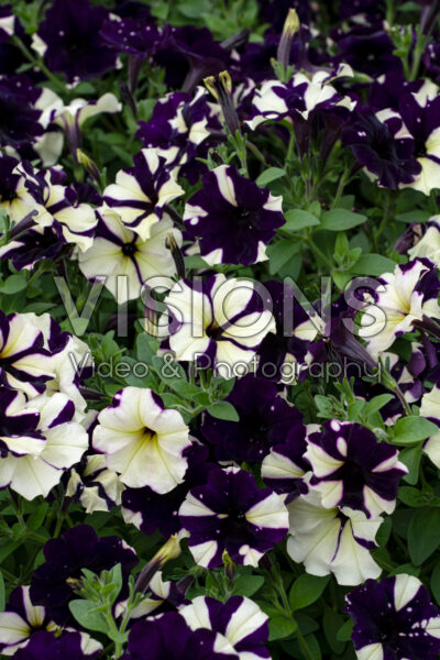 Petunia Splash Dance® Violet Vogue