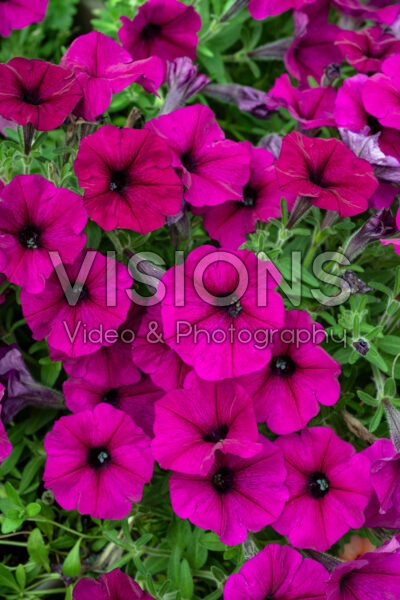 Petunia Starlet Burgundy