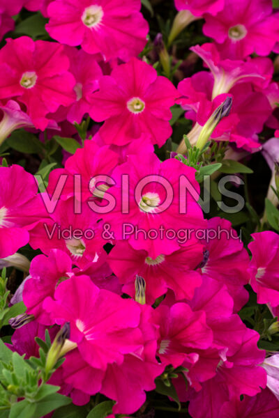 Petunia SureShot™ Hot Pink
